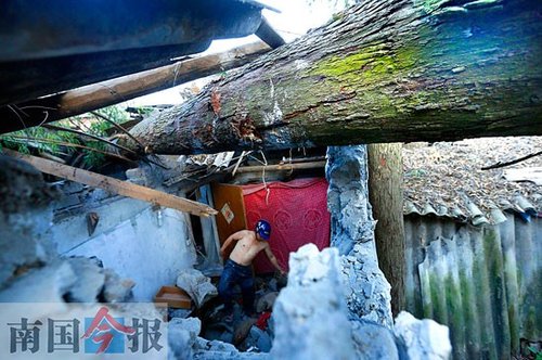 大树遭白蚁啃噬倒下砸5间民房 事发柳州鹧鸪江路